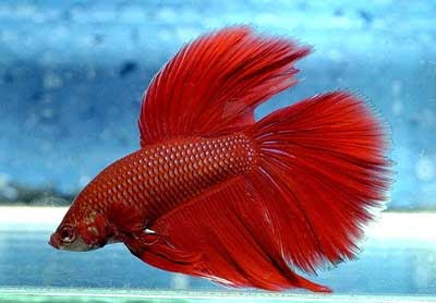 Betta_Fish.jpg