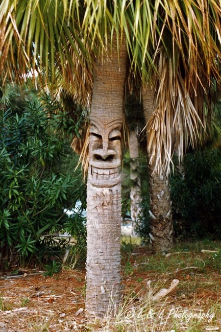 palmface.jpg