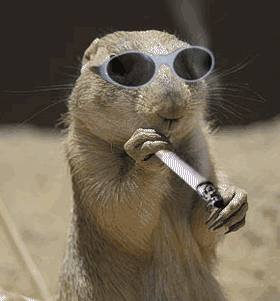 Esquilo.gif