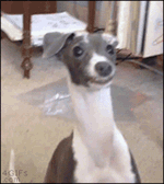 Lingua.gif