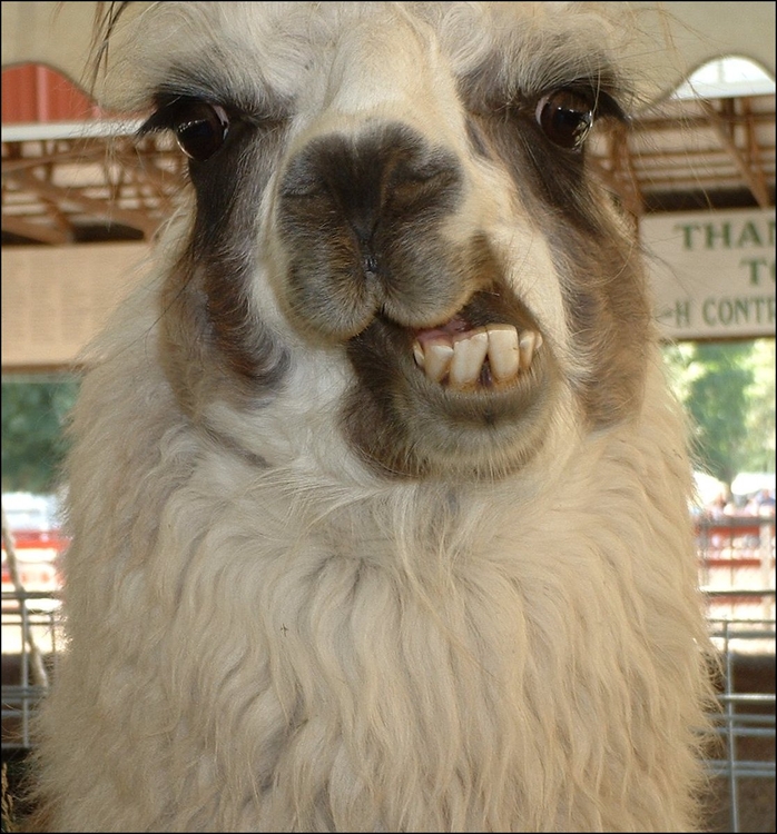 llama4.jpg