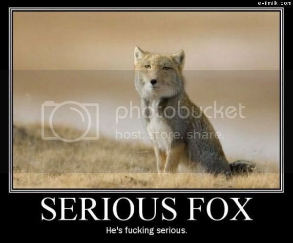 Serious_Fox.jpg